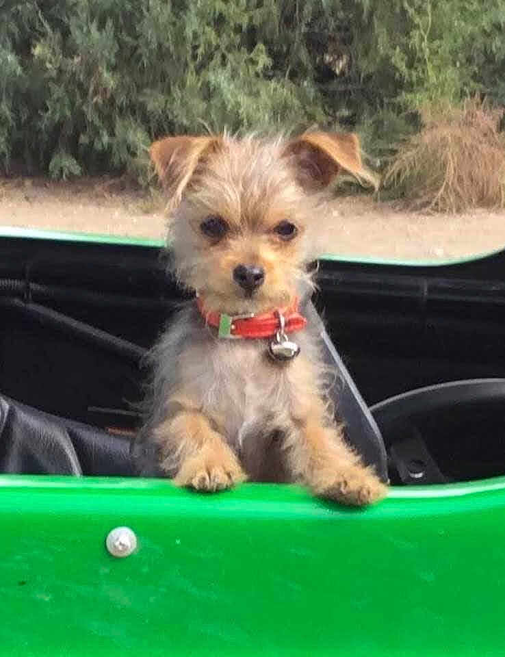 Joe Dirt is registered to the contest to win money with this photo: animal, bushes, canine, close_up, collar, curious, daytime, dog, ears_up, front_view, green_vehicle, looking_out, nature, outdoor, pet, playful, puppy, red_collar, scruffy, small_dog