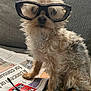Joe Dirt is registered to the contest to win money with this photo: animal, black_glasses, brown, comfy, couch, cozy, curly_fur, cute, dog, domestic_animal, eyewear, fur, glasses, indoor, living_room, newspaper, pet, relaxed, sitting, small_dog
