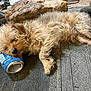animal, boot, brown, can, carpet, cute, dog, floor, fur, household, indoor, lazy, messy, napping, pet, relaxed, resting, rock, scruffy, sleeping
