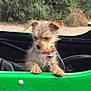 animal, bell, bushes, collar, cute, dirt, dog, fur, green_car, nature, outdoor, pet, puppy, resting, scruffy, seat, small_dog, vehicle, window, young_dog