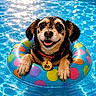 dog, swimming_pool, water, float_ring, wet, sunlight, reflection, colorful, polka_dot, pet, summer, happy, animal, collar, tag, playful, canine, outdoor, smiling, closeup