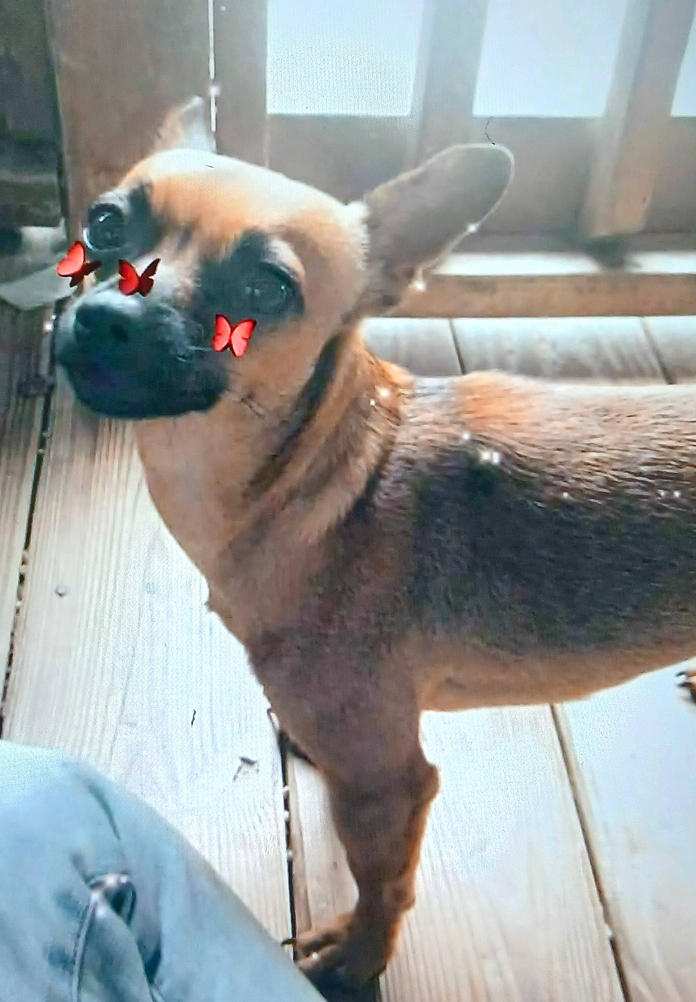 Princess joined the competition — help win amazing prizes! canidae, carnivore, collar, companion_dog, dog, dog_breed, dog_supply, fawn, fur, non_sporting_group, paw, pet_supply, snout, sporting_group, tail, working_animal, working_dog