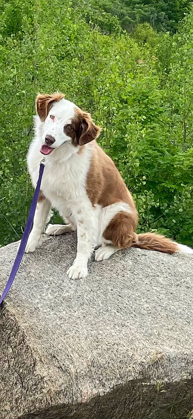 Mae is registered to the contest to win money with this photo: carnivore, collar, companion_dog, dog, dog_breed, dog_collar, dog_supply, grass, hunting_dog, liver, plant, tail, walking, working_dog