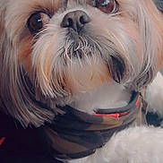 Hugo is registered to the contest to win money with this photo: canidae, carnivore, close_up, companion_dog, dog, dog_breed, dog_supply, fawn, fur, liver, personal_protective_equipment, puppy_love, shih_tzu, small_terrier, snout, sporting_group, terrier, toy_dog, whiskers, working_animal