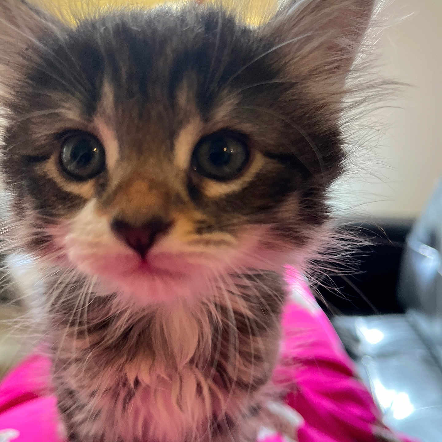 Cooper joined the competition — help win amazing prizes! animal, blurred_background, cat, close_up, curious, cute, domestic_animal, eyes, feline, fluffy, fur, indoor, kitten, pet, pink, portrait, soft_light, whiskers, window, young