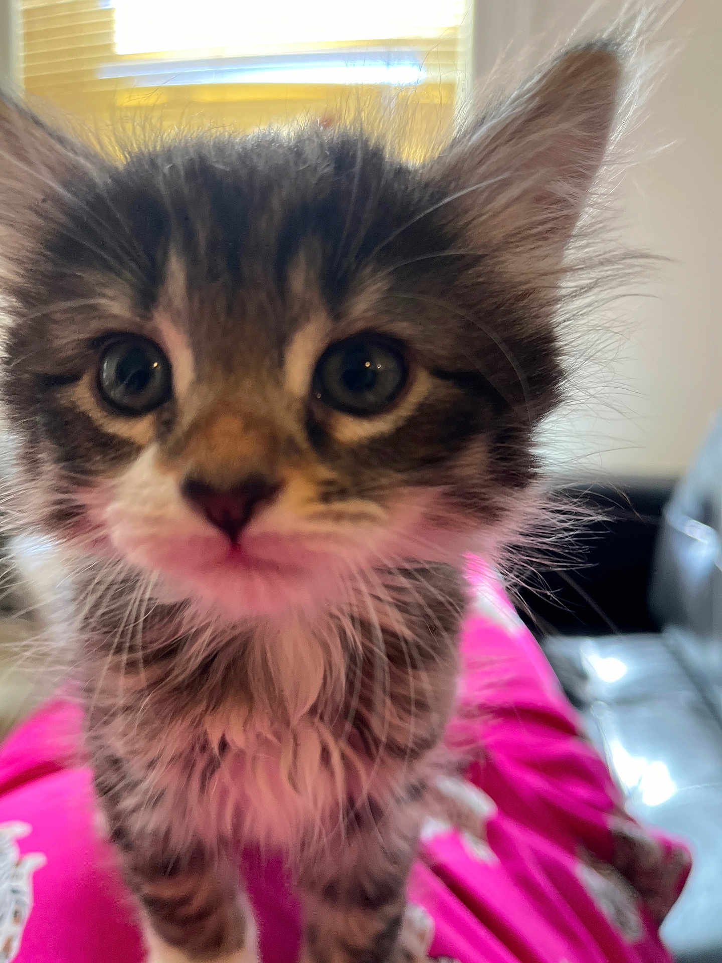 Cooper joined the competition — help win amazing prizes! kitten, cat, close_up, fluffy, cute, pet, indoor, pink, fur, whiskers, eyes, young, animal, domestic_animal, portrait, window, blurred_background, soft_light, curious, feline