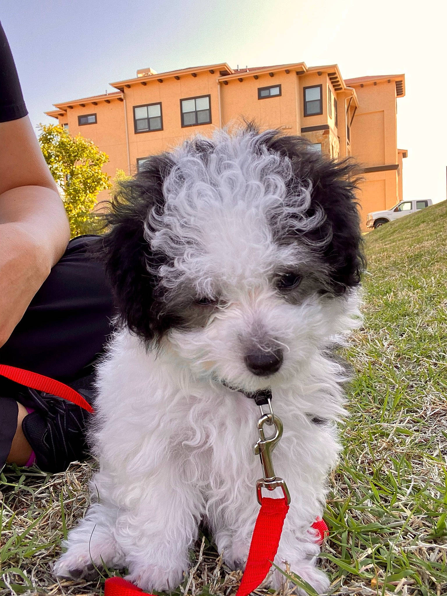 Cc is registered to the contest to win money with this photo: canidae, carnivore, collar, companion_dog, dog, dog_breed, dog_collar, dog_supply, fur, grass, maltepoo, poodle_crossbreed, puppy, sky, small_terrier, snout, sporting_group, terrier, toy_dog, window