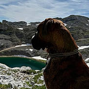 Bob a rejoint le concours — aidez-le/la à gagner de superbes lots ! dog, mountain, lake, rock, sky, cloud, outdoor, nature, collar, landscape, animal, pet, grass, scenery, social_media, screenshot, text_overlay, water, hill, daytime
