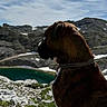 dog, mountain, lake, rock, sky, cloud, outdoor, nature, collar, landscape, animal, pet, grass, scenery, social_media, screenshot, text_overlay, water, hill, daytime