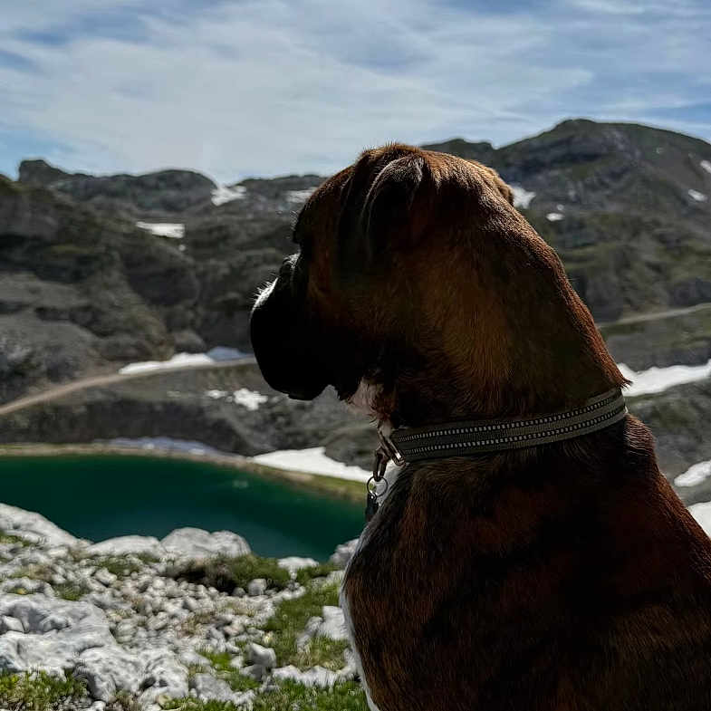 Bob a rejoint le concours — aidez-le/la à gagner de superbes lots ! dog, mountain, lake, rock, sky, cloud, outdoor, nature, collar, landscape, animal, pet, grass, scenery, social_media, screenshot, text_overlay, water, hill, daytime