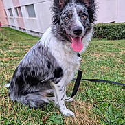 Vicky a rejoint le concours — aidez-le/la à gagner de superbes lots ! dog, grass, outdoor, building, leash, pet, sitting, tongue_out, ears_up, happy, black_and_white, fur, nature, domestic_animal, animal, canine, residential, daylight, greenery, portrait