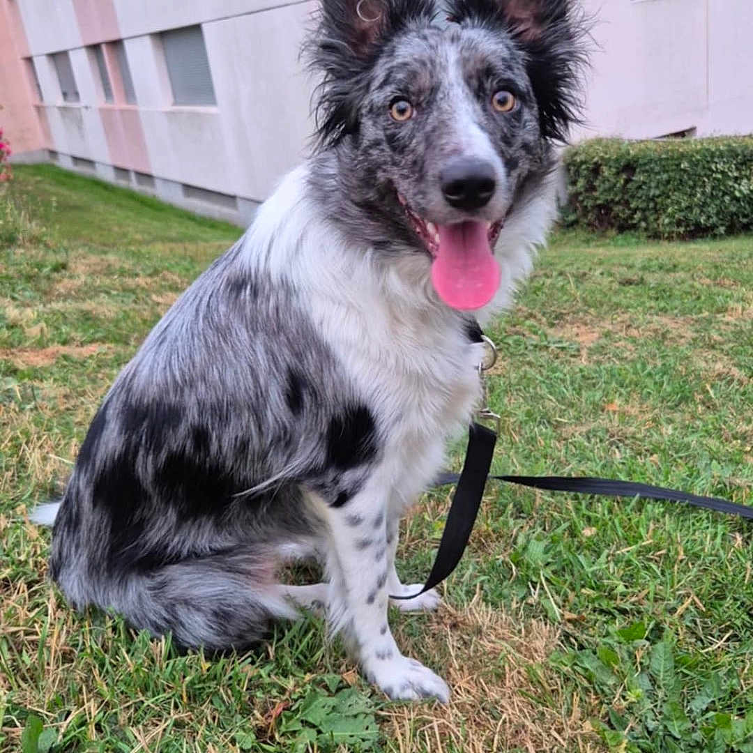 Vicky a rejoint le concours — aidez-le/la à gagner de superbes lots ! dog, grass, outdoor, building, leash, pet, sitting, tongue_out, ears_up, happy, black_and_white, fur, nature, domestic_animal, animal, canine, residential, daylight, greenery, portrait