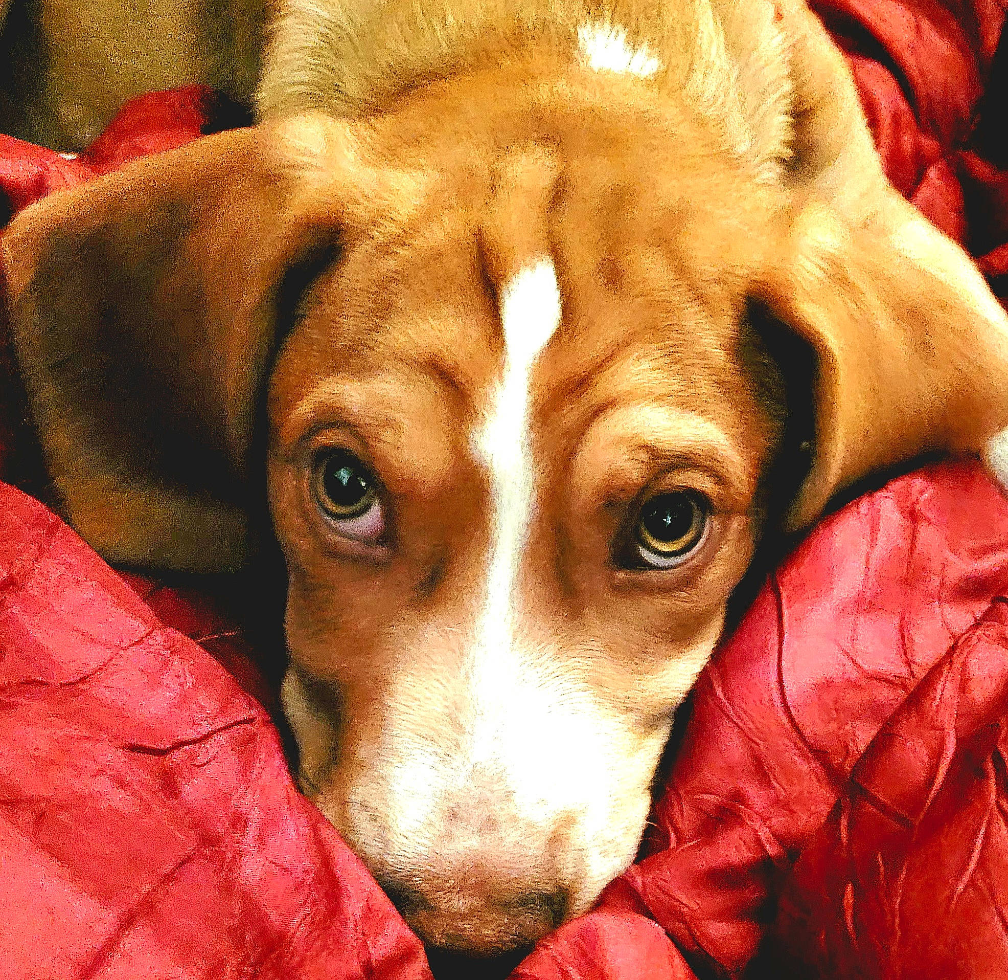 Cyrus is registered to the contest to win money with this photo: ball, bored, canidae, carnivore, close_up, comfort, companion_dog, couch, dog, dog_breed, ear, fawn, fur, gun_dog, puppy_love, scent_hound, snout, sporting_group, whiskers, working_animal