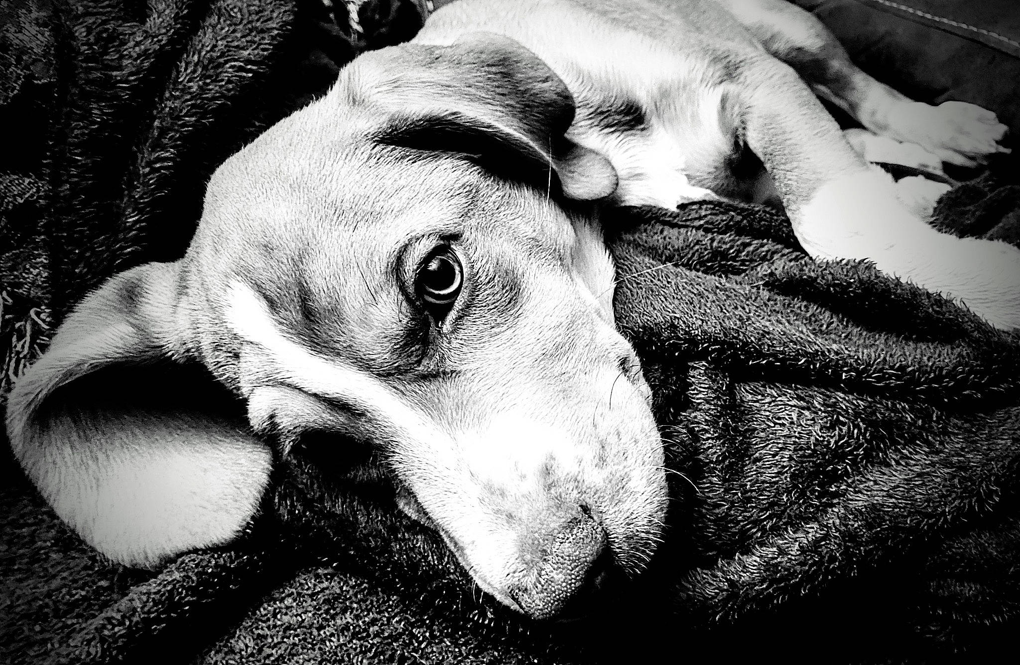 Cyrus is registered to the contest to win money with this photo: black_and_white, bored, carnivore, comfort, companion_dog, dog, dog_breed, ear, fawn, gesture, jaw, monochrome, monochrome_photography, paw, snout, sporting_group, style, whiskers, working_animal, wrinkle