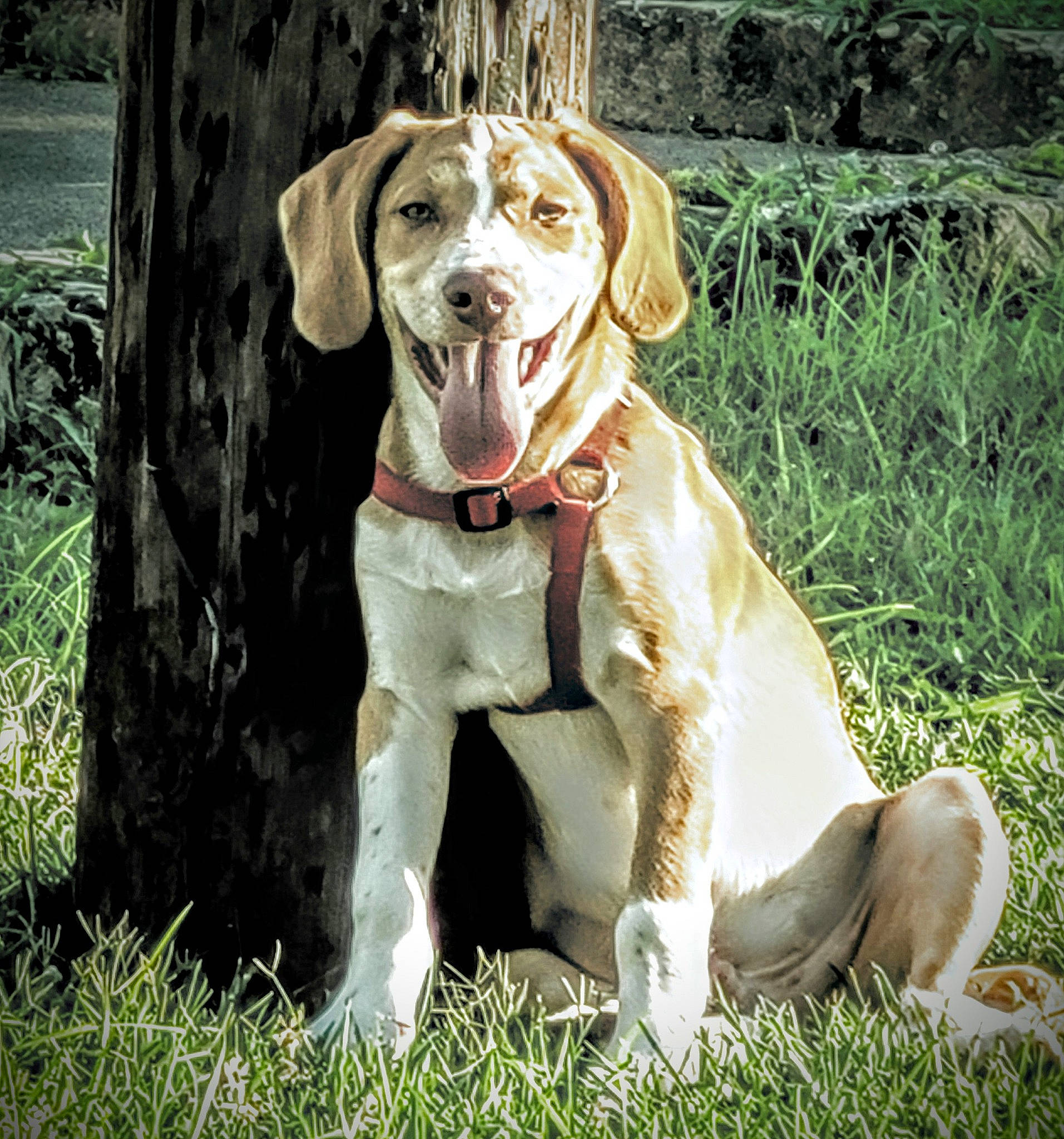 Cyrus joined the competition — help win amazing prizes! canidae, carnivore, companion_dog, dog, dog_breed, dog_collar, fawn, grass, gun_dog, liver, plant, pointing_breed, retriever, snout, sporting_group, tail, tree, whiskers, working_animal, working_dog