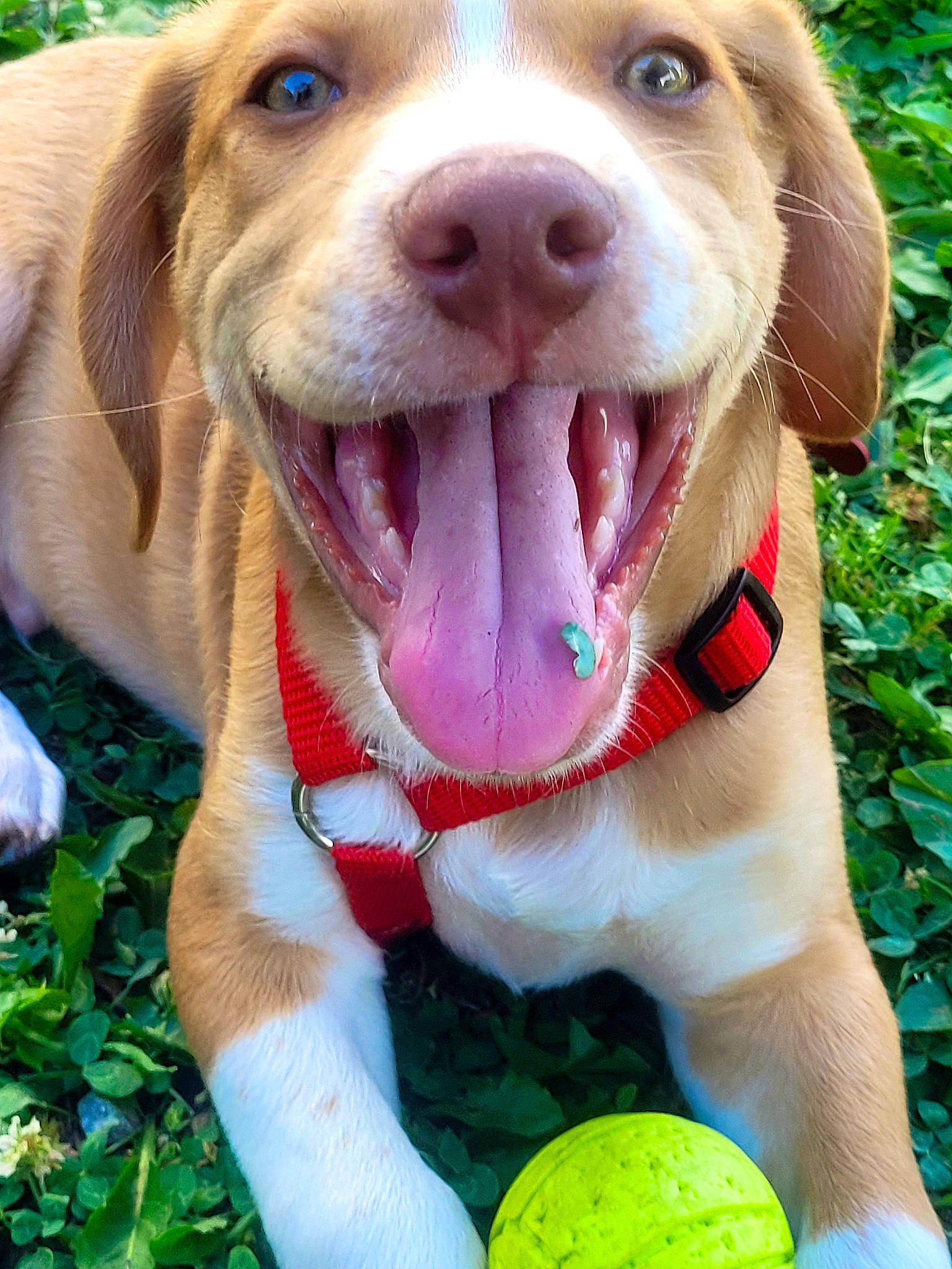 Cyrus is registered to the contest to win money with this photo: canidae, carnivore, collar, companion_dog, dog, dog_breed, dog_collar, fawn, fruit, grass, gun_dog, labrador_retriever, leash, liver, pet_supply, plant, snout, sporting_group, whiskers, working_animal