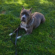 Bonita joined the competition — help win amazing prizes! alert, animal, canine, chain_collar, collar, daytime, dog, ears, grass, greenery, lawn, leash, mammal, nature, outdoor, pet, relaxed, resting, shadow, sunlight
