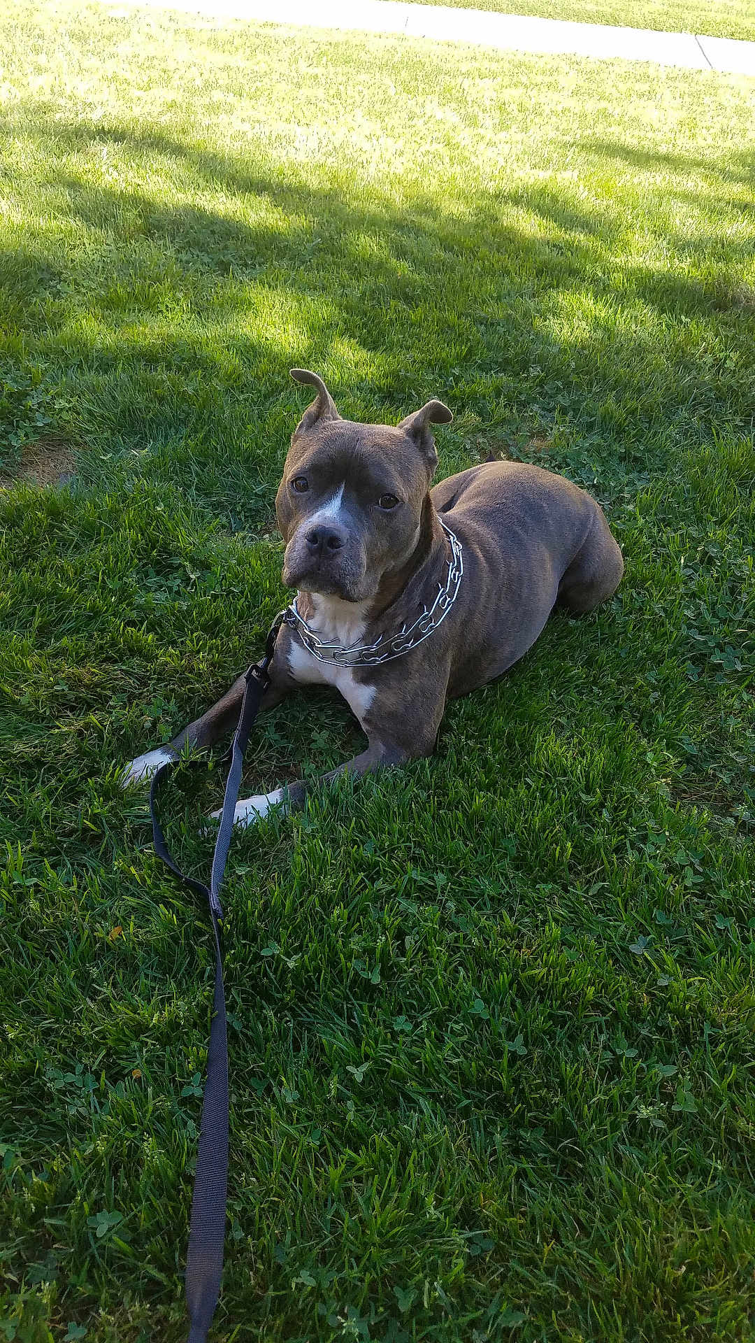 Bonita