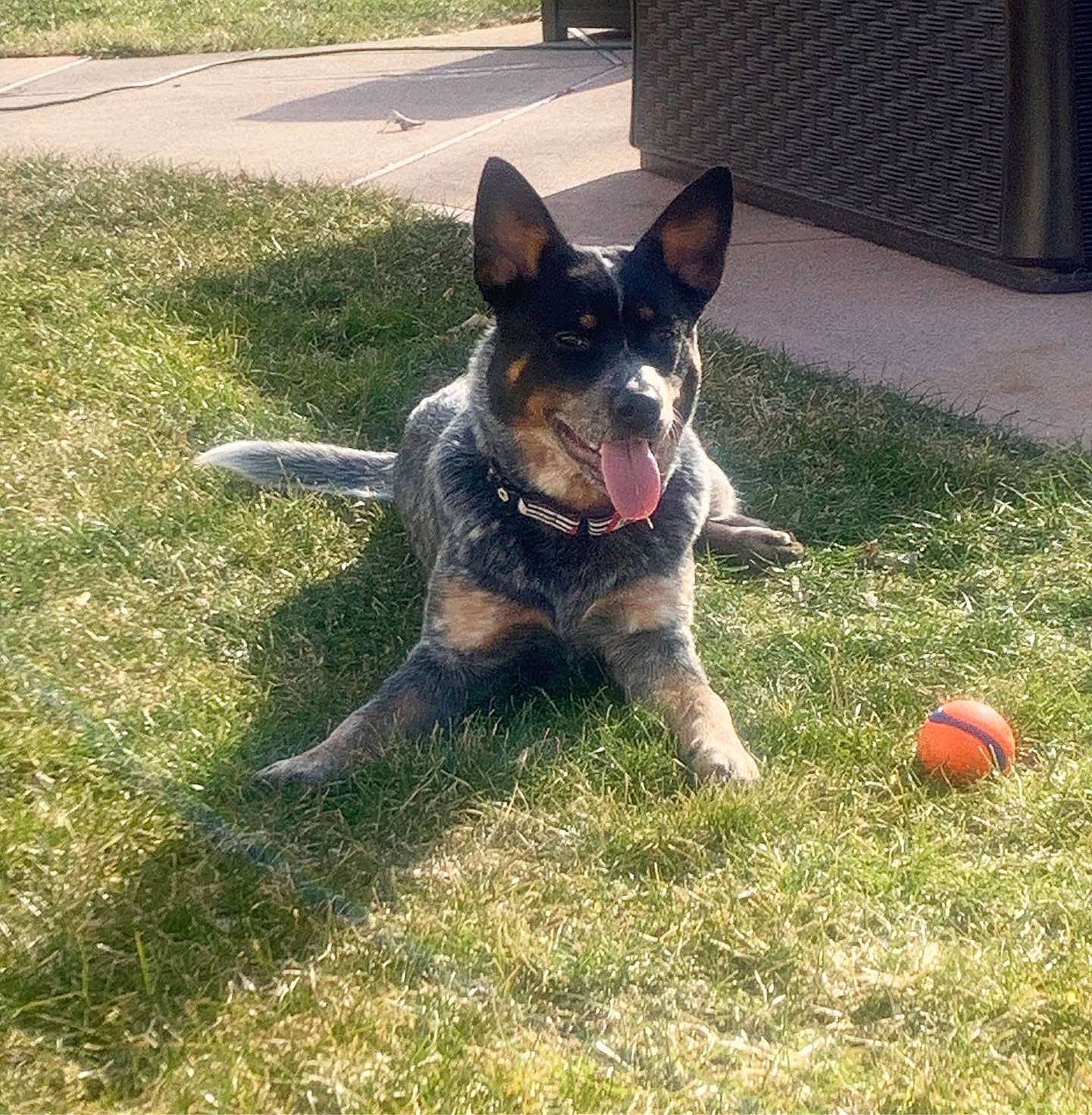 Riley joined the competition — help win amazing prizes! australian_cattle_dog, canidae, carnivore, dog, dog_breed, east_european_shepherd, grass, herding_dog, mammal, rare_breed_dog, snout, sporting_group, tail, texas_heeler, vertebrate, working_dog