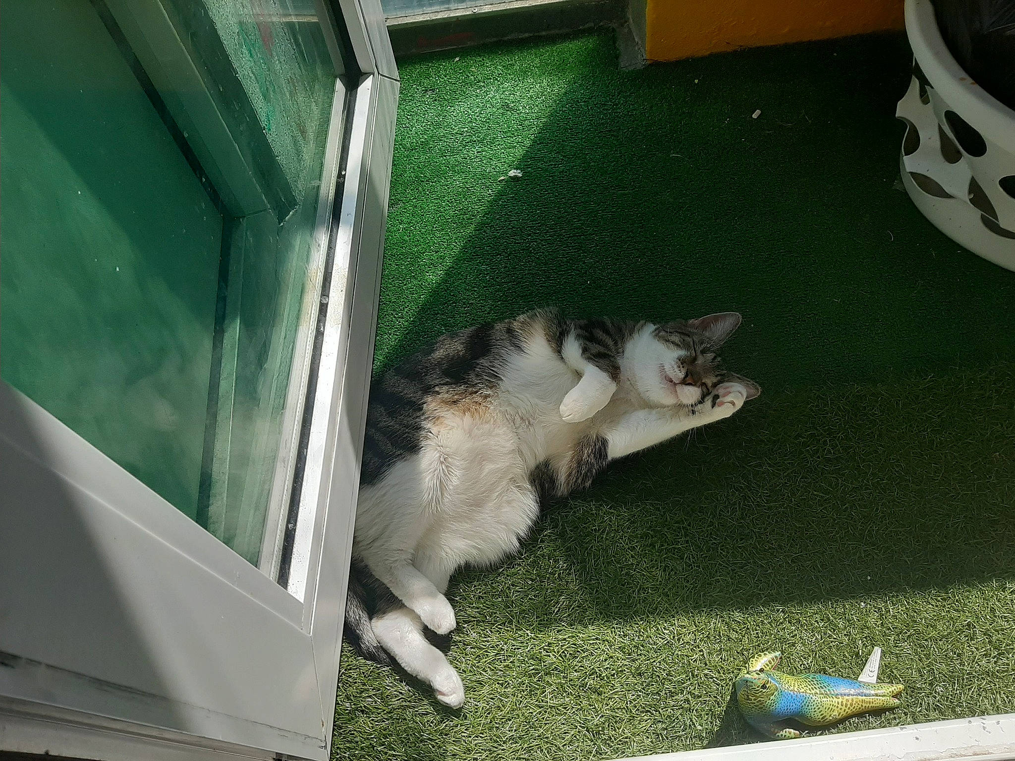 Spyro joined the competition — help win amazing prizes! animal_shelter, canidae, carnivore, cat, companion_dog, dog_breed, domestic_short_haired_cat, felidae, flooring, fur, grass, kennel, paw, pet_supply, small_to_medium_sized_cats, sporting_group, tail, whiskers