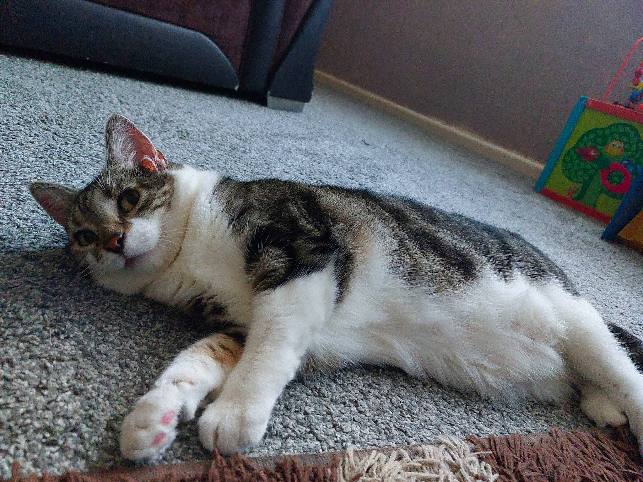 Spyro joined the competition — help win amazing prizes! carnivore, cat, claw, comfort, domestic_short_haired_cat, felidae, flooring, fur, grey, logo, nap, paw, sitting, small_to_medium_sized_cats, tail, whiskers, window