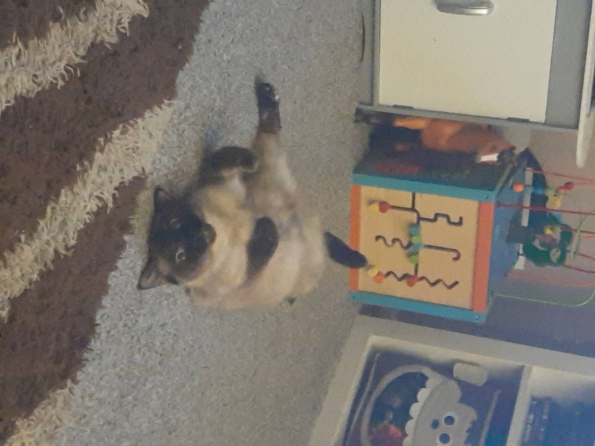 Luna is registered to the contest to win money with this photo: box, canidae, carnivore, cat, companion_dog, dog_breed, fawn, felidae, flooring, fur, gas, laundry_room, shipping_box, siamese, small_to_medium_sized_cats, snout, sporting_group, tail, television, whiskers