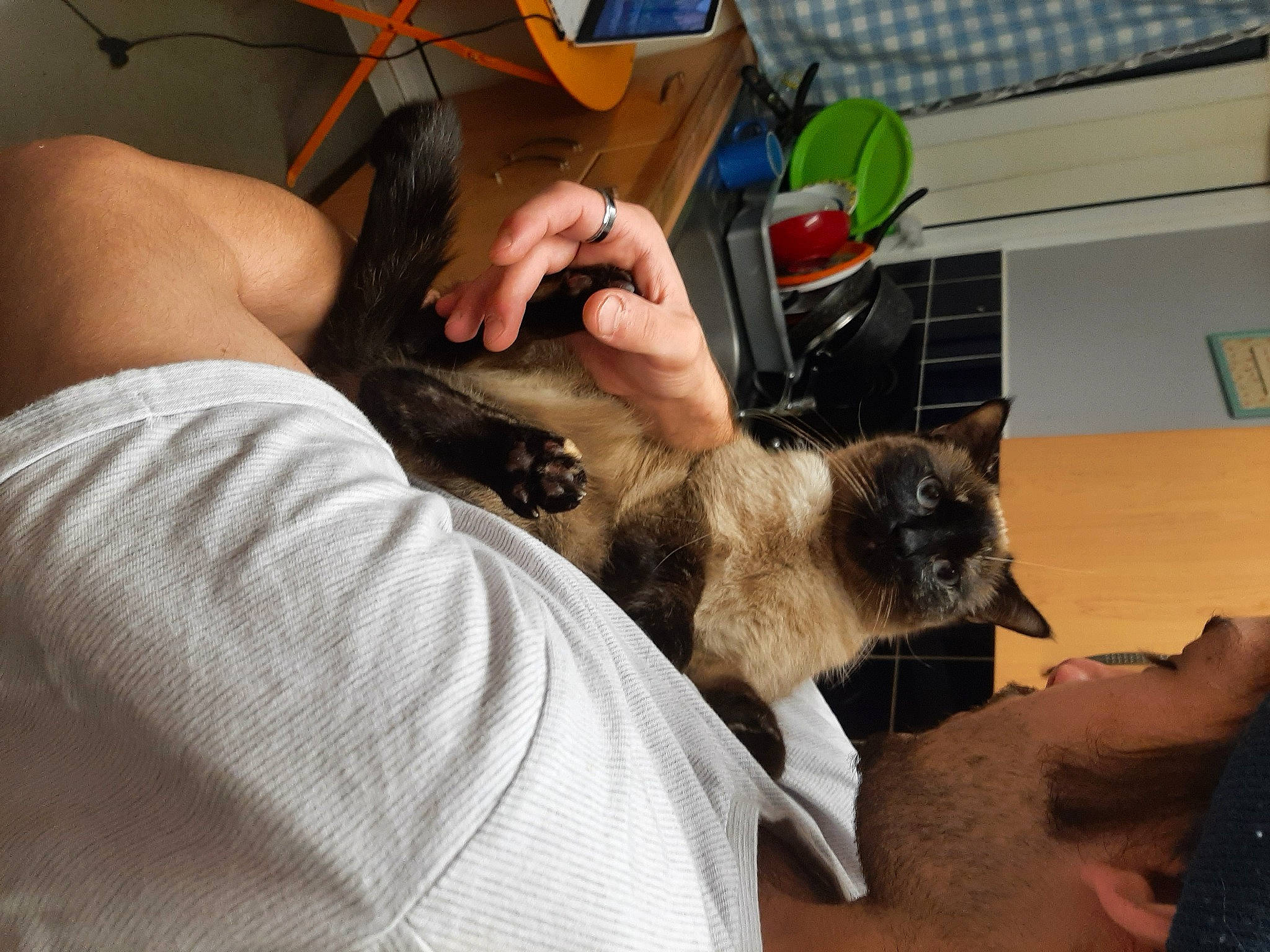 Luna is registered to the contest to win money with this photo: box, carnivore, cat, claw, companion_dog, domestic_short_haired_cat, drinking, eyewear, fawn, felidae, fur, kitchen_appliance, lap, mobile_phone, small_to_medium_sized_cats, tableware, thai, tonkinese, whiskers, wood