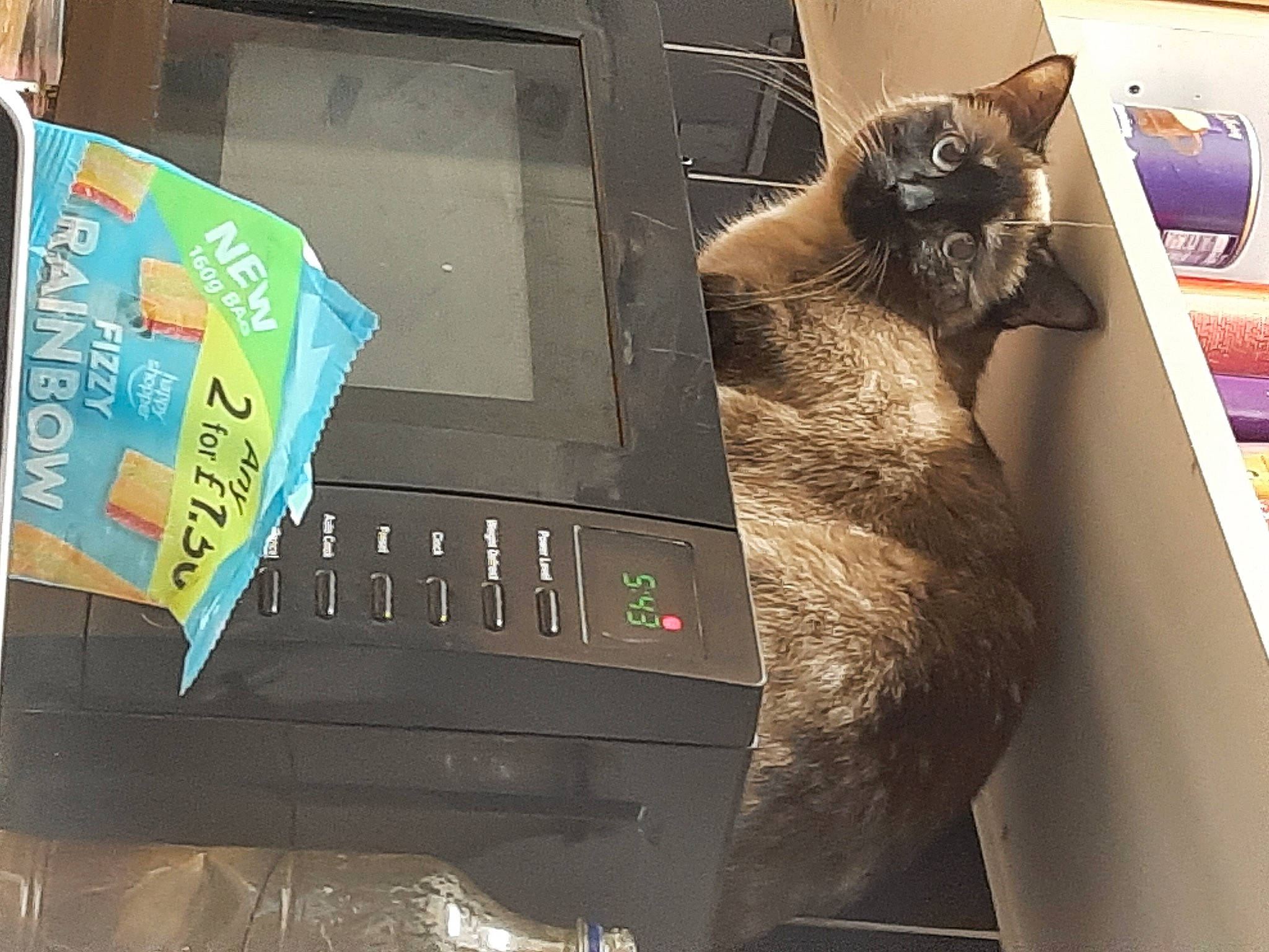 Luna joined the competition — help win amazing prizes! audio_equipment, box, cardboard, carnivore, cat, computer_hardware, display_device, domestic_short_haired_cat, electronic_device, fawn, felidae, fur, gadget, machine, output_device, small_to_medium_sized_cats, snout, tail, television_set, whiskers