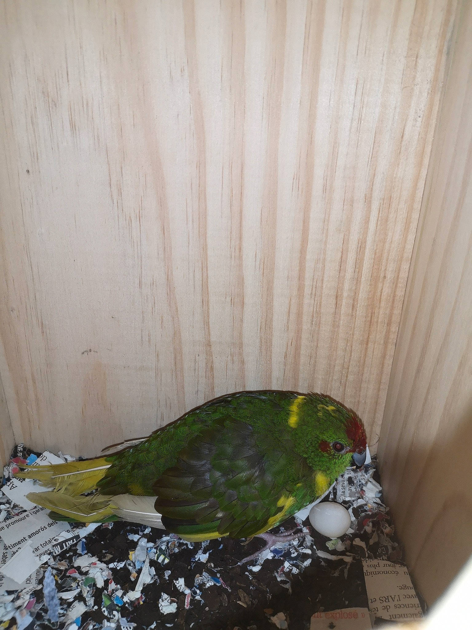 Chipie a rejoint le concours — aidez-le/la à gagner de superbes lots ! beak, bird, budgie, concrete, eye, fashion_accessory, feather, flooring, glass, grass, hardwood, lovebird, parakeet, parrot, plant, room, terrestrial_plant, tints_and_shades, wing, wood