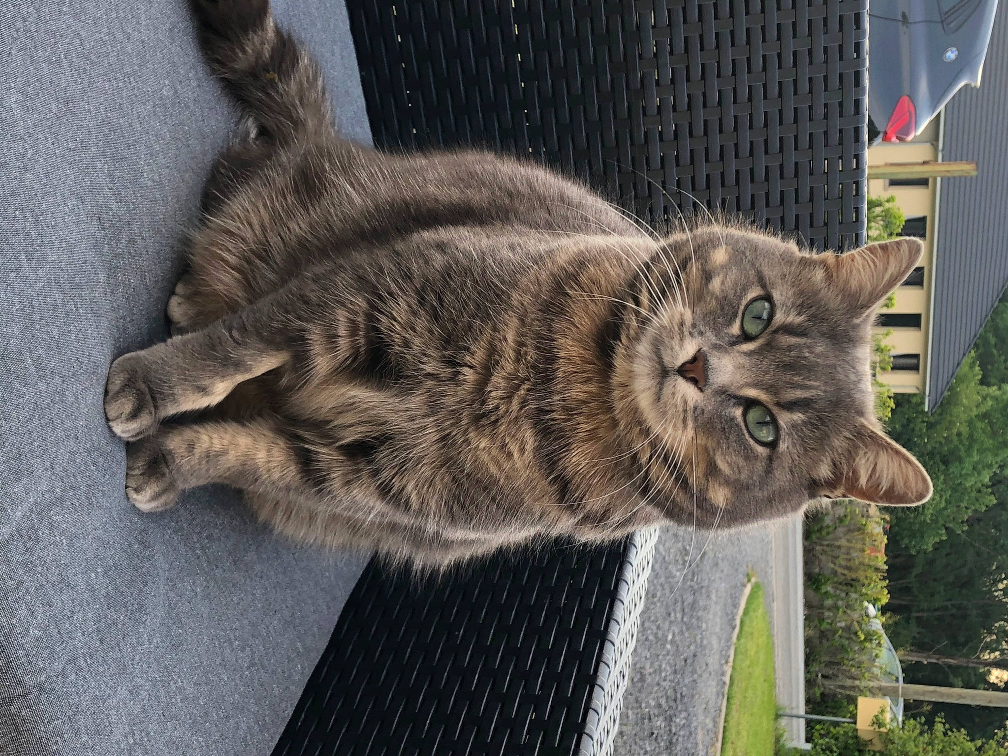 Sushi a rejoint le concours — aidez-le/la à gagner de superbes lots ! art, black_cat, carnivore, cat, claw, domestic_short_haired_cat, felidae, fur, grass, grey, lynx, plant, small_to_medium_sized_cats, snout, tail, terrestrial_animal, tree, whiskers, wildlife, window