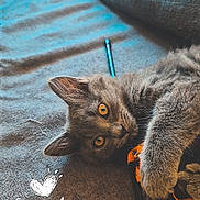 Mira a rejoint le concours — aidez-le/la à gagner de superbes lots ! animal, blue_pen, carpet, cat, couch, ears, eyes, furry, gray_cat, indoor, kitten, lying_down, orange_eyes, orange_strap, pet, plush_toy, portrait, rug, upside_down, whiskers