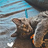 animal, blue_pen, carpet, cat, couch, ears, eyes, furry, gray_cat, indoor, kitten, lying_down, orange_eyes, orange_strap, pet, plush_toy, portrait, rug, upside_down, whiskers