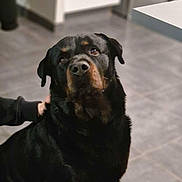 Goliath a rejoint le concours — aidez-le/la à gagner de superbes lots ! dog, rottweiler, pet, indoor, floor, tile, animal, canine, black, brown, fur, ears, eyes, head, portrait, looking_up, hand, human, companionship, calm