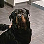 dog, rottweiler, pet, indoor, floor, tile, animal, canine, black, brown, fur, ears, eyes, head, portrait, looking_up, hand, human, companionship, calm