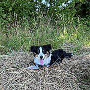 Volt a rejoint le concours — aidez-le/la à gagner de superbes lots ! dog, animal, outdoor, grass, nature, pet, canine, tongue_out, black_and_white, happy, ears, fur, laying_down, summer, sunlight, greenery, field, playful, muzzle, eyes