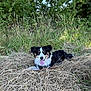 dog, animal, outdoor, grass, nature, pet, canine, tongue_out, black_and_white, happy, ears, fur, laying_down, summer, sunlight, greenery, field, playful, muzzle, eyes