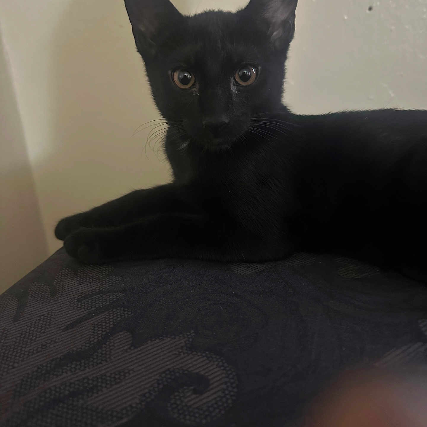 Shadow is registered to the contest to win money with this photo: abyssinian, animal, blackcat, cat, egyptiancat, face, furniture, head, kitten, manx, person, pet