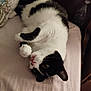 Bounty participe au concours pour gagner de l'argent avec cette photo : animal, bed, black_and_white, cat, closeup, cozy, curious, cute, domestic, feline, fur, indoor, paw, pet, pink_nose, relaxed, resting, sleepy, soft, whiskers