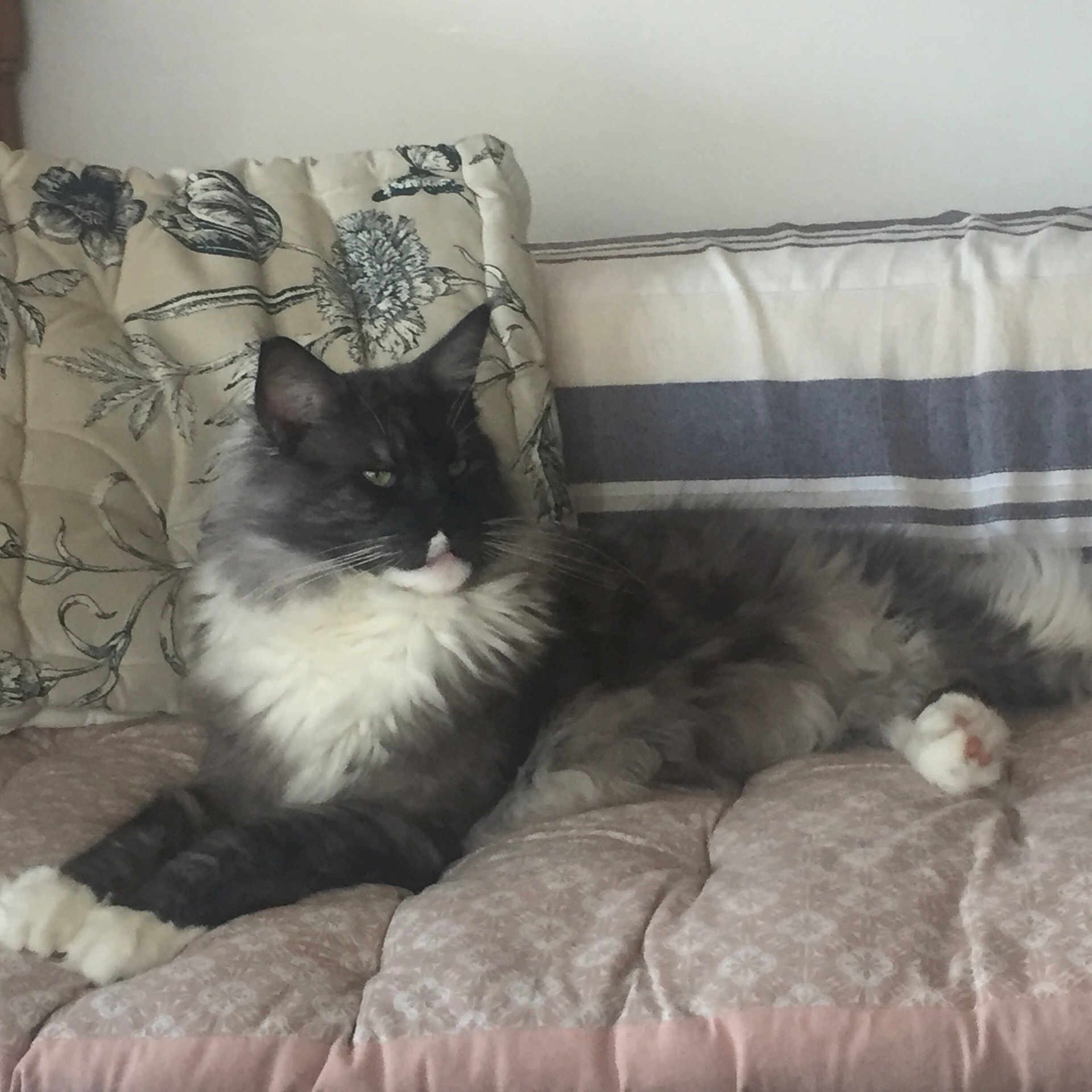 Pepew