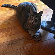 Nipsey joined the competition — help win amazing prizes! animal, brown, cat, closeup, curious, cute, domestic, feline, footwear, indoor, looking, paw, pet, relaxed, resting, sandal, slipper, striped, tabby, wooden_floor