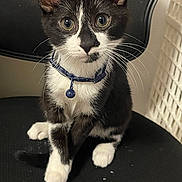 Oreo is registered to the contest to win money with this photo: kitten, cat, black_and_white, collar, bell, pet, animal, cute, whiskers, sitting, chair, indoor, curious, young, feline, paw, fur, domestic, closeup, portrait