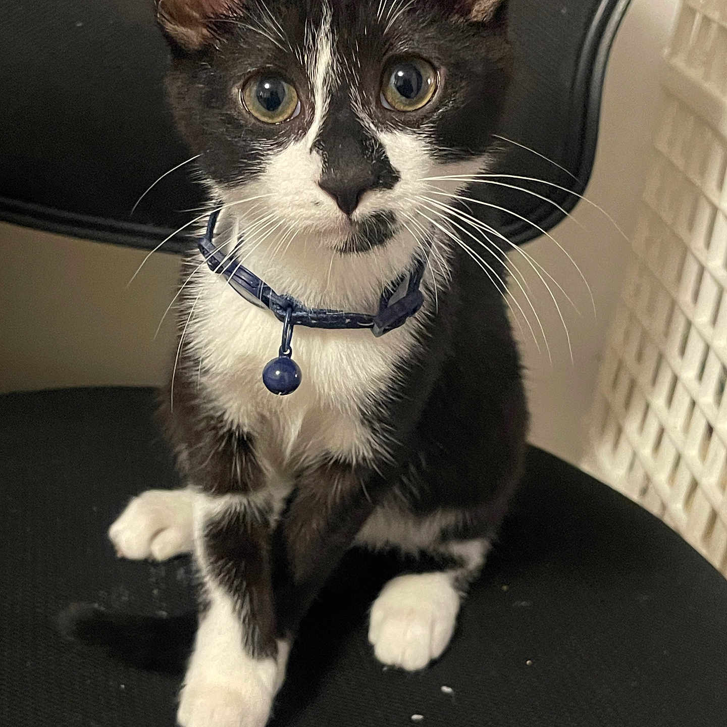 Oreo is registered to the contest to win money with this photo: animal, bell, black_and_white, cat, chair, closeup, collar, curious, cute, domestic, feline, fur, indoor, kitten, paw, pet, portrait, sitting, whiskers, young