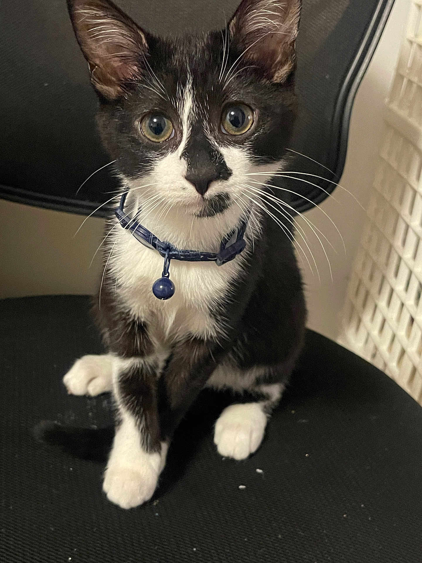 Oreo is registered to the contest to win money with this photo: kitten, cat, black_and_white, collar, bell, pet, animal, cute, whiskers, sitting, chair, indoor, curious, young, feline, paw, fur, domestic, closeup, portrait