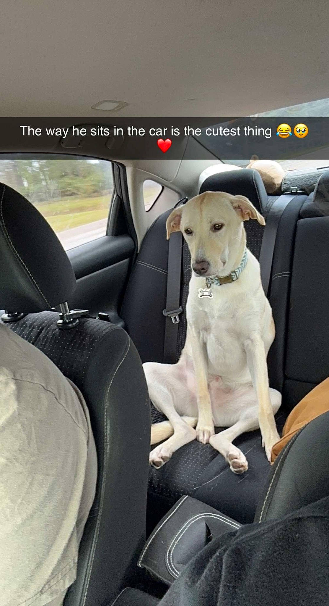 Chip joined the competition — help win amazing prizes! auto_part, automotive_design, automotive_exterior, car, car_seat, car_seat_cover, carnivore, collar, companion_dog, dog, dog_breed, door, family_car, head_restraint, motor_vehicle, personal_luxury_car, seat_belt, steering_wheel, vehicle, vehicle_door