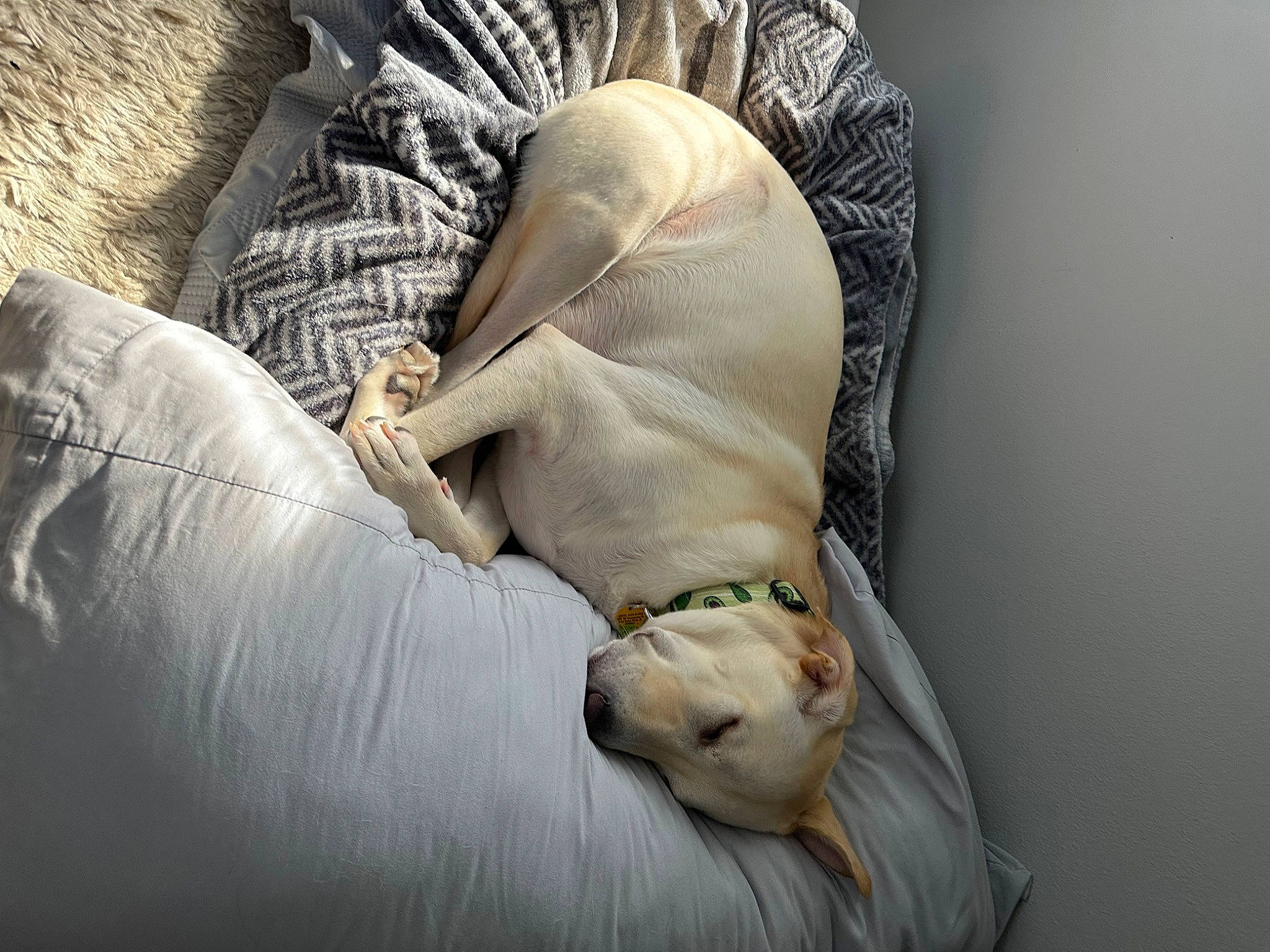 Chip joined the competition — help win amazing prizes! bedding, canidae, carnivore, comfort, companion_dog, couch, dog, dog_breed, dog_collar, fawn, foot, fur, grey, human_leg, linens, nap, sitting, sporting_group, working_animal, wrinkle