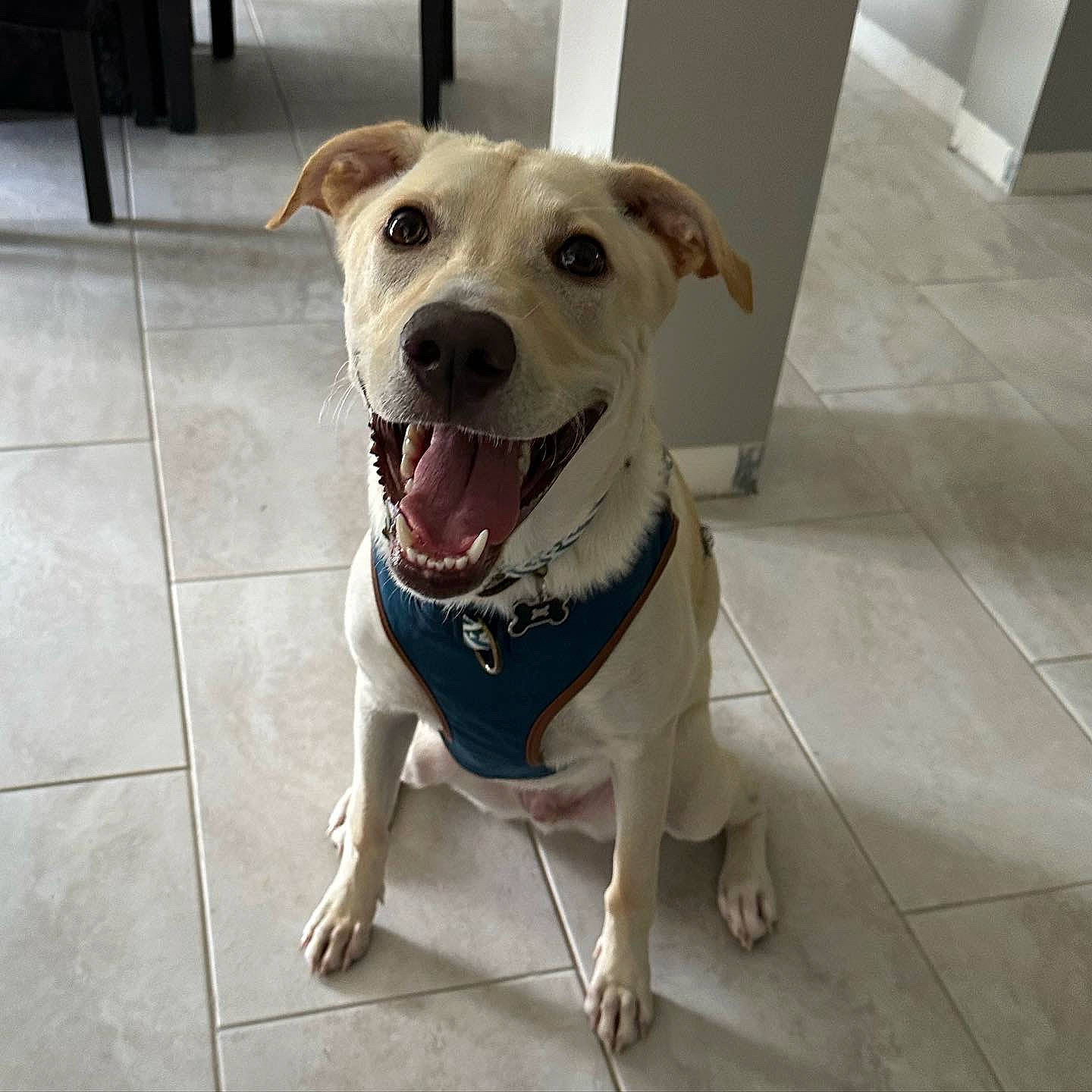 Chip is registered to the contest to win money with this photo: canidae, carnivore, collar, companion_dog, dog, dog_breed, dog_clothes, dog_collar, dog_supply, fawn, flooring, jaw, leash, paw, pet_supply, snout, sporting_group, tile_flooring, whiskers, working_animal