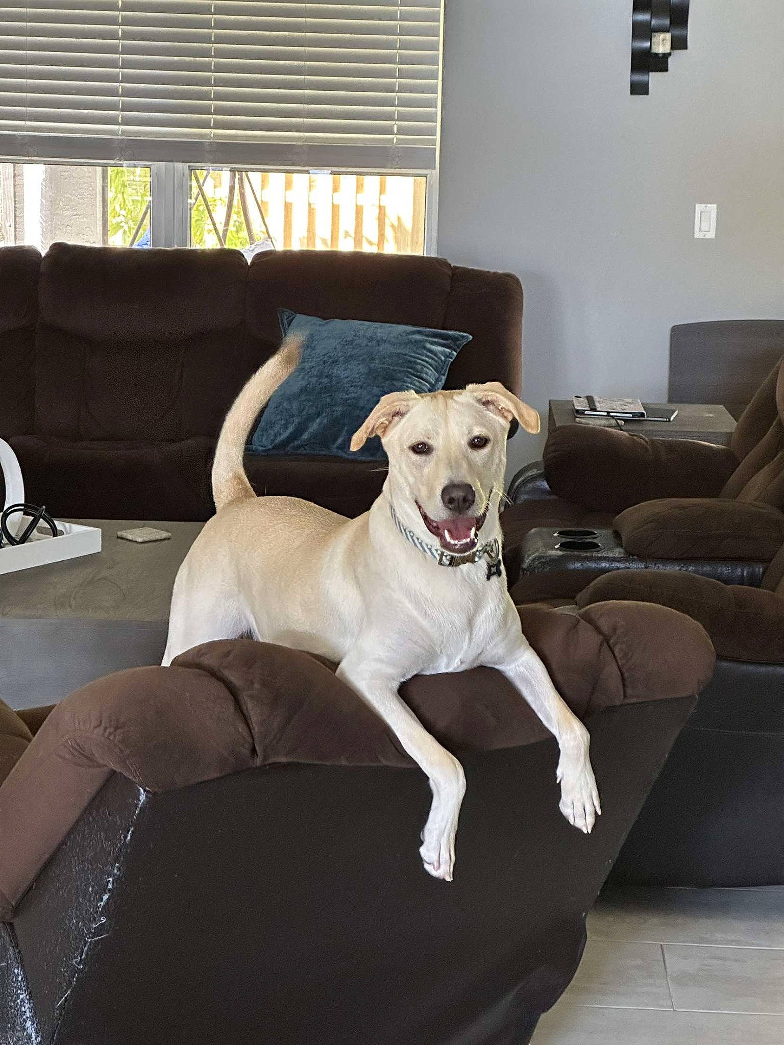 Chip joined the competition — help win amazing prizes! carnivore, collar, comfort, companion_dog, couch, dog, dog_breed, dog_supply, fawn, floor, flooring, furniture, hardwood, interior_design, lighting, living_room, studio_couch, table, window_blind, working_animal