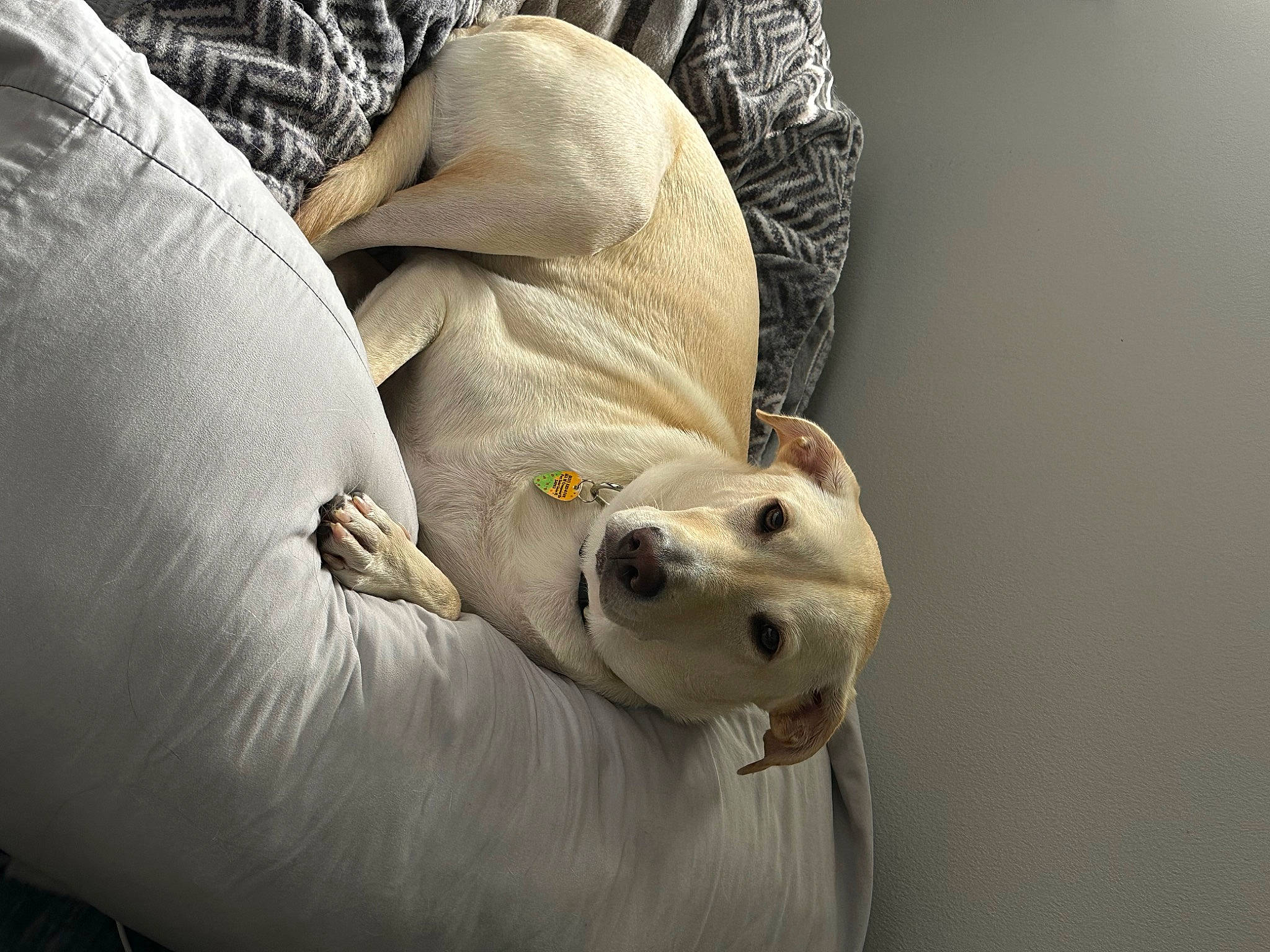 Chip is registered to the contest to win money with this photo: bean_bag, canidae, carnivore, comfort, companion_dog, dog, dog_breed, dog_supply, fawn, fur, linens, non_sporting_group, snout, sporting_group, terrestrial_animal, whiskers, working_animal