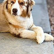 Jaxs is registered to the contest to win money with this photo: animal, brown, calm, canine, close_up, concrete, cute, dog, domestic_animal, fluffy, friendly, fur, laying_down, mammal, outdoor, pet, portrait, relaxed, resting, white