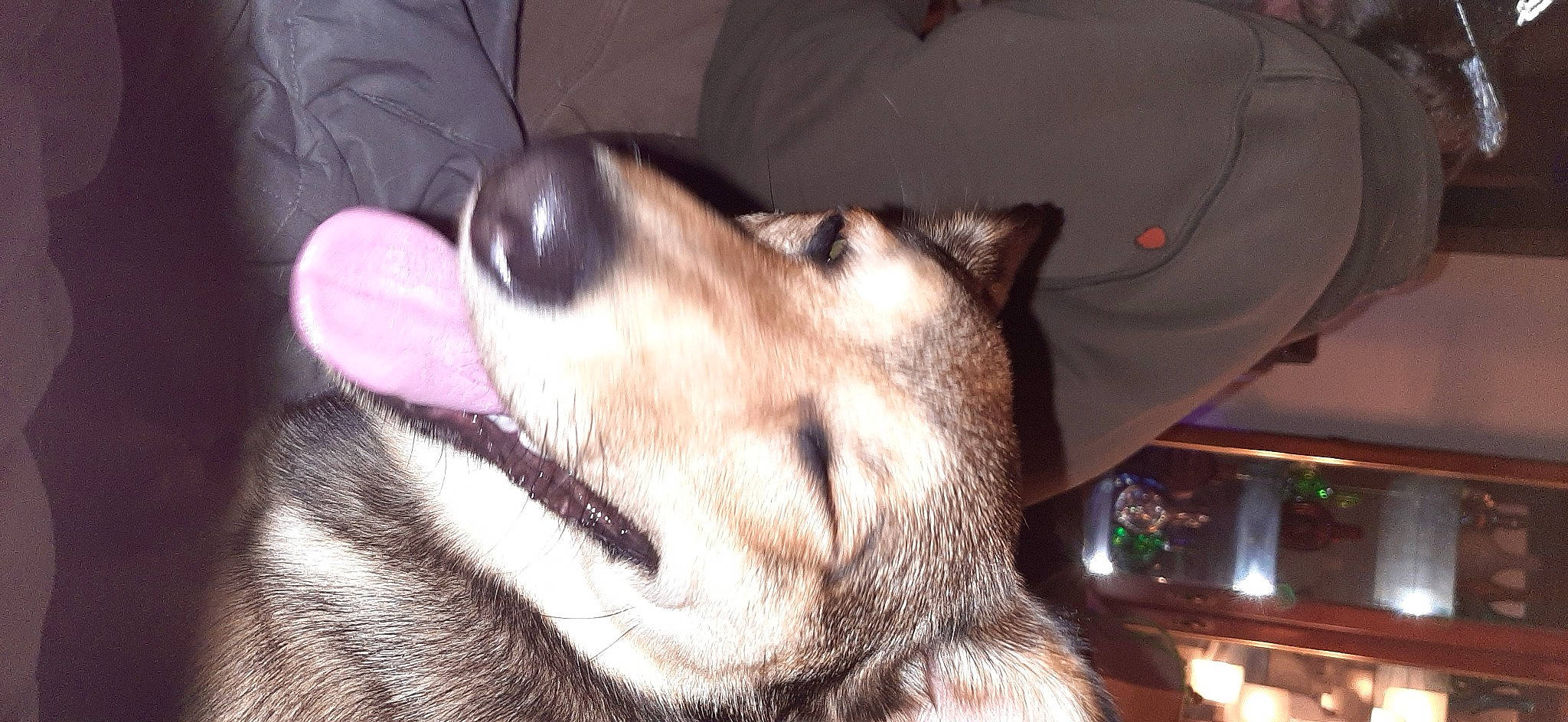 Zoya-moon joined the competition — help win amazing prizes! canidae, carnivore, collar, comfort, companion_dog, dog, dog_breed, ear, fawn, fur, jaw, non_sporting_group, sled_dog, snout, sporting_group, terrestrial_animal, whiskers, working_dog